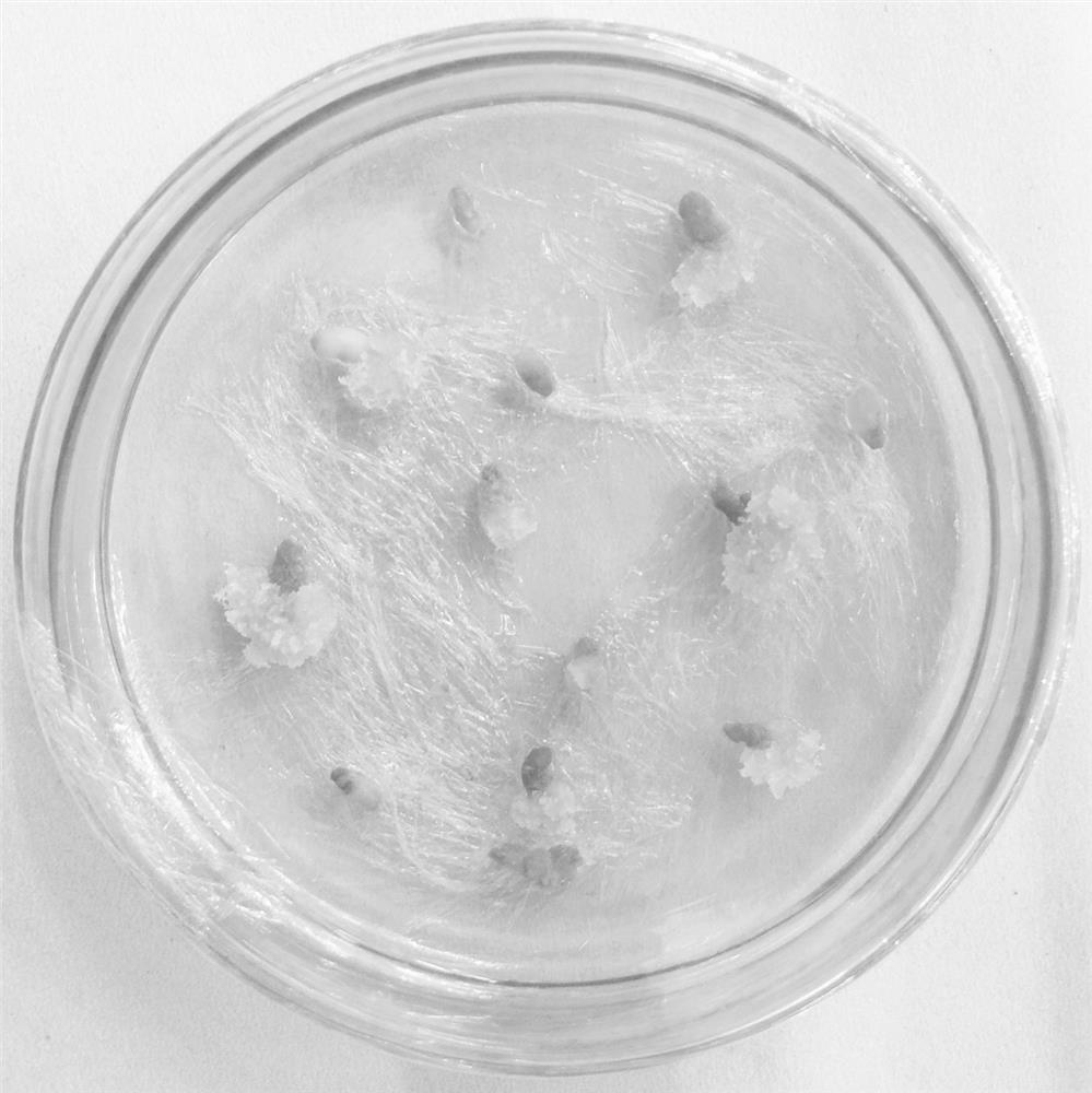 Methods of Proliferation and Maintenance of Embryogenic Callus of Pinus massoniana