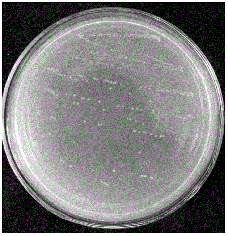 A kind of pseudomonas and microbial flocculant prepared by its fermentation