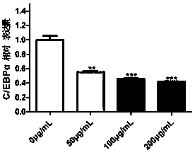 Use of carageen polysaccharide in inhibiting mesenchymal stem cell adipogenic transformation