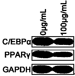 Use of carageen polysaccharide in inhibiting mesenchymal stem cell adipogenic transformation