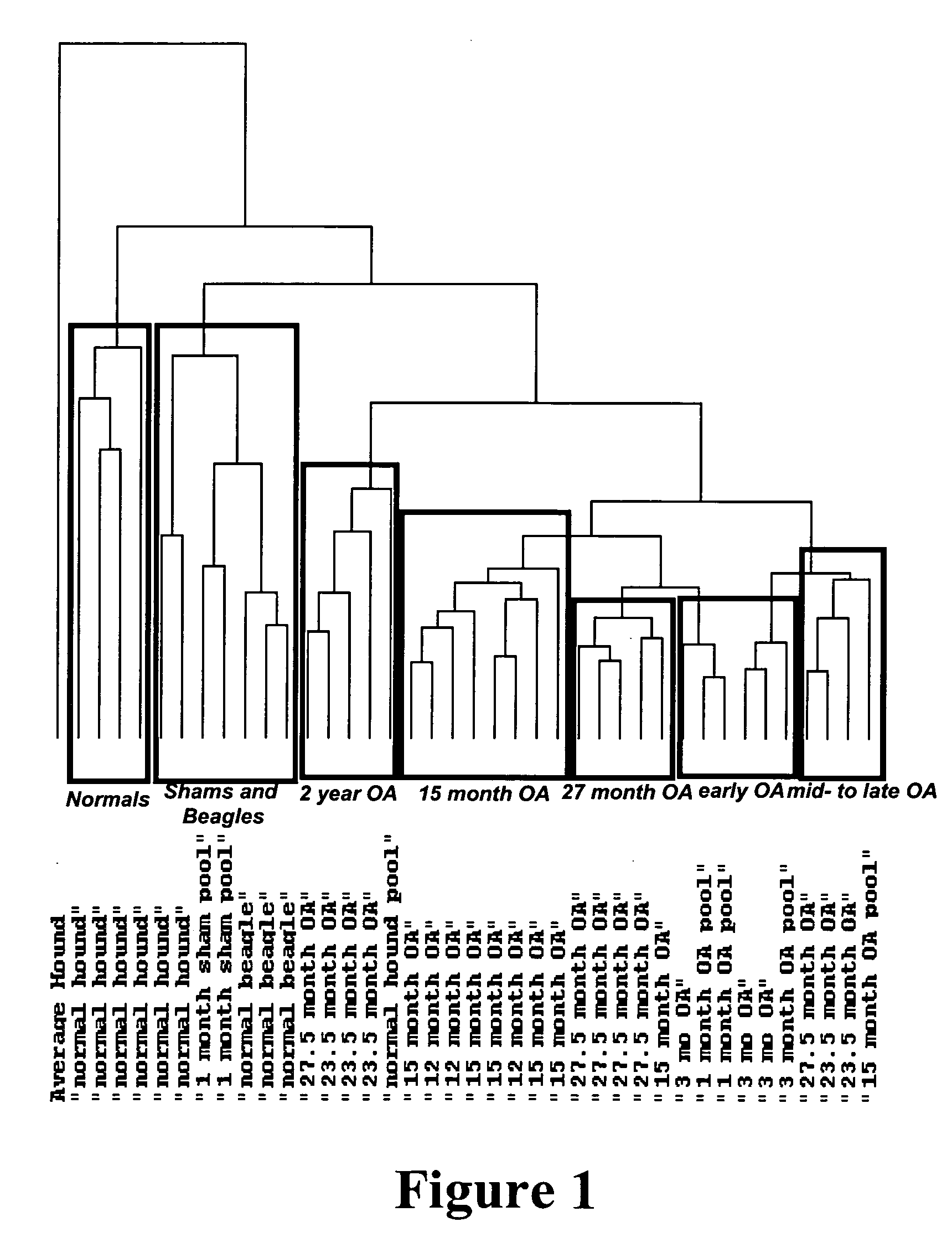 Nucleic acid arrays for detecting gene expression in animal models of inflammatory diseases