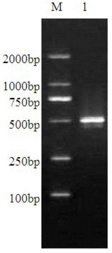 Porcine rotavirus delta VP8* subunit recombinant protein and applications thereof