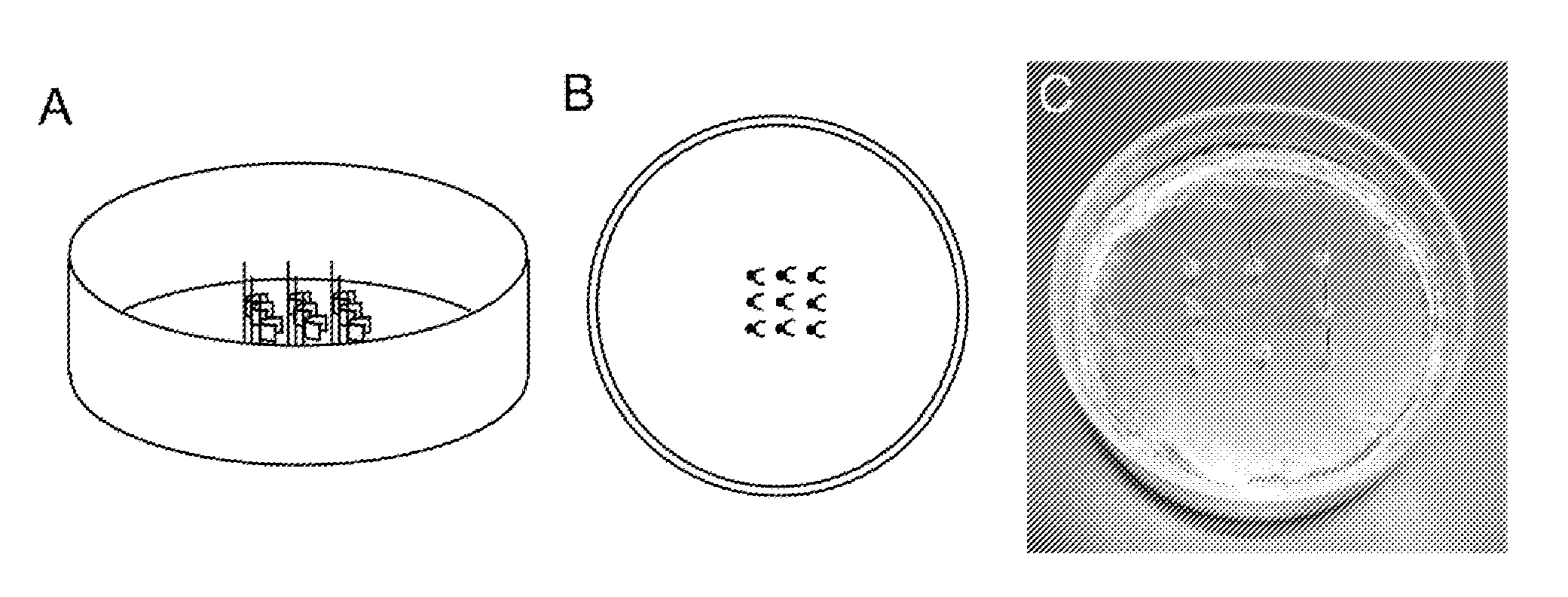 Devices comprising muscle thin films and uses thereof in high throughput assays for determining contractile function