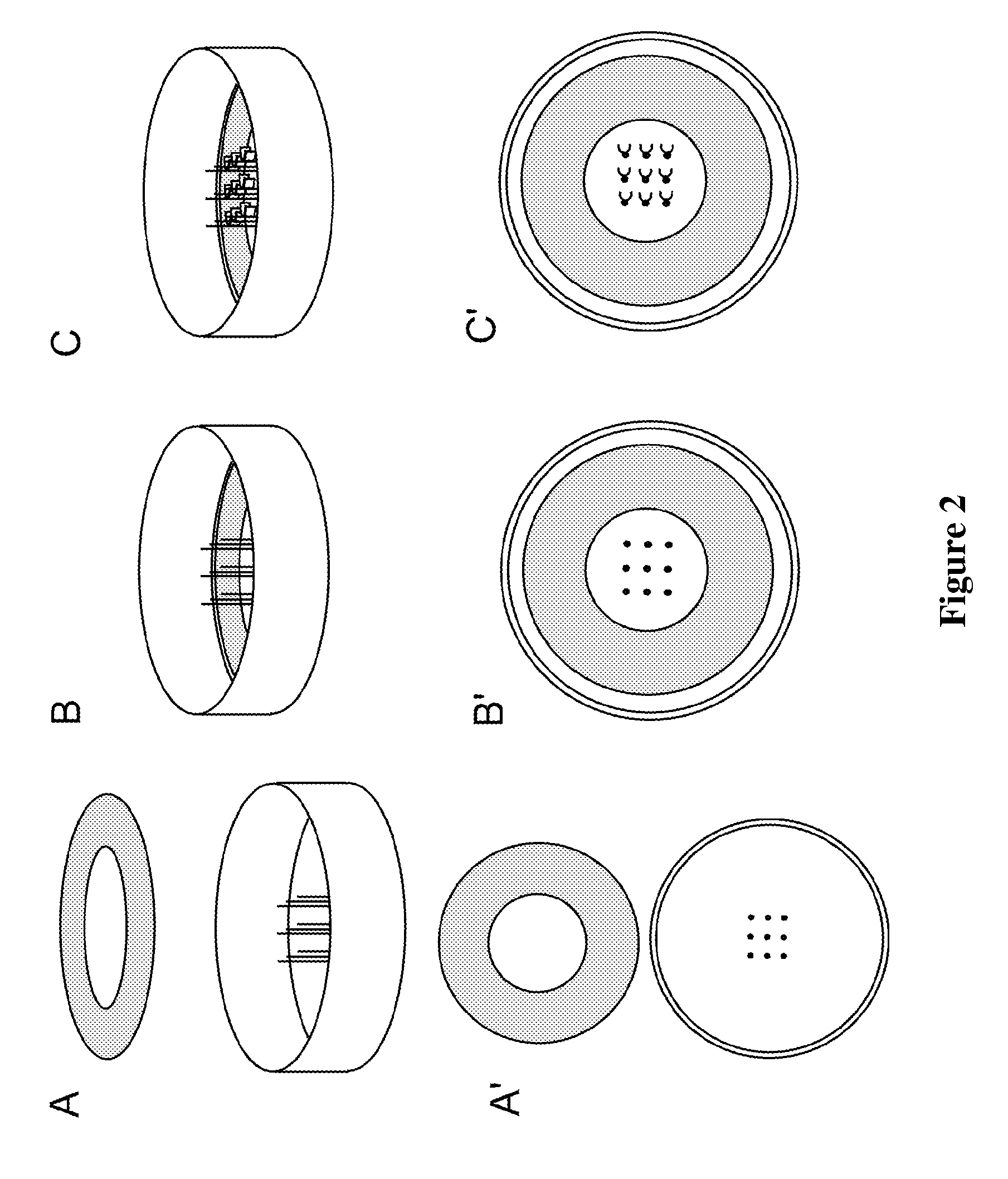 Devices comprising muscle thin films and uses thereof in high throughput assays for determining contractile function