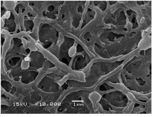 A kind of marine Micromonospora strain producing rakicidin A by fermentation and its application