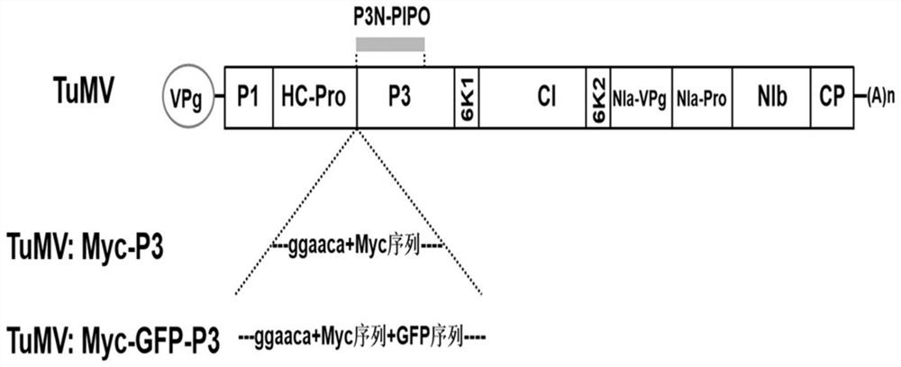 Method for inserting tag into turnip mosaic virus p3 protein and its recombinant vector and application