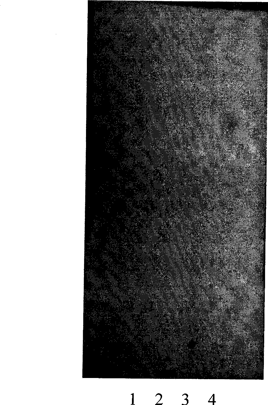 Chinese medicinal composition for treating gastropathy as well as preparation and quality control method thereof