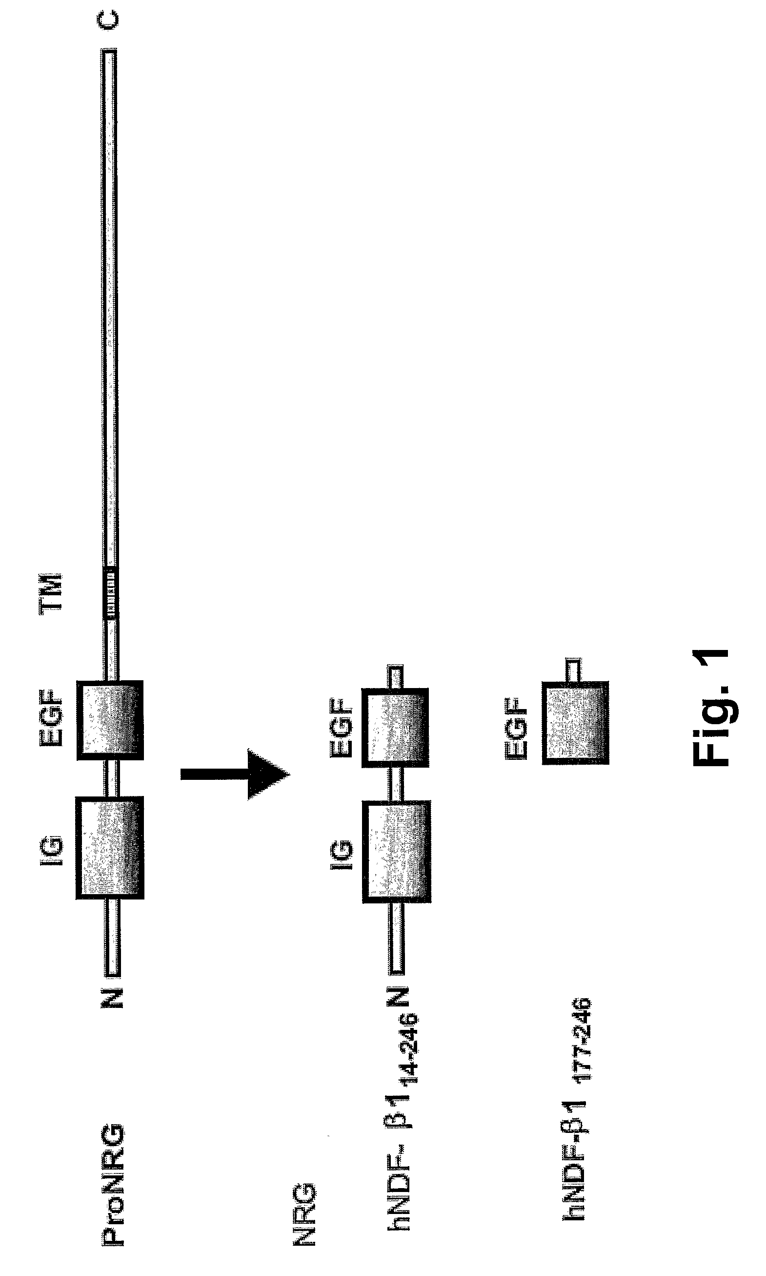 Hybrid proteins with ErbB4 extracellular domain and neuregulin heparin-binding domain for targeting