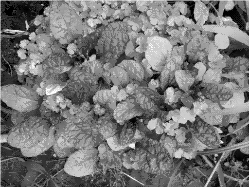 Tissue culture and rapid propagation method for ajuga reptans