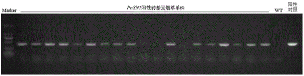 Panax notoginseng antimicrobial peptide gene PnSN1 and application thereof