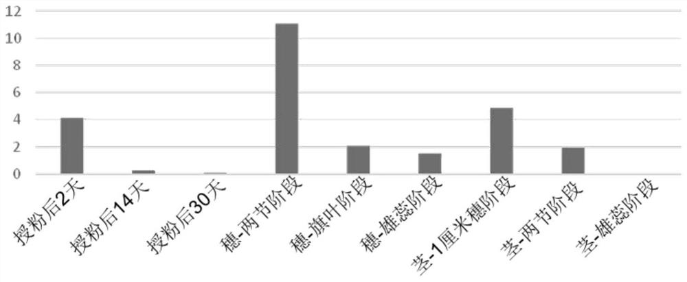 Wheat TaB3-like-A gene and application thereof