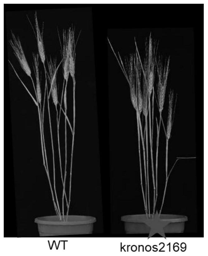 Wheat TaB3-like-A gene and application thereof