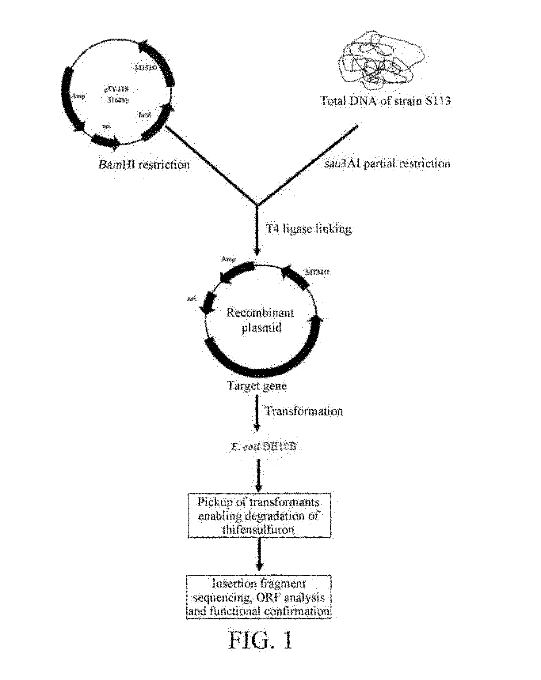 Thifensulfuron hydrolase gene TSME and uses thereof