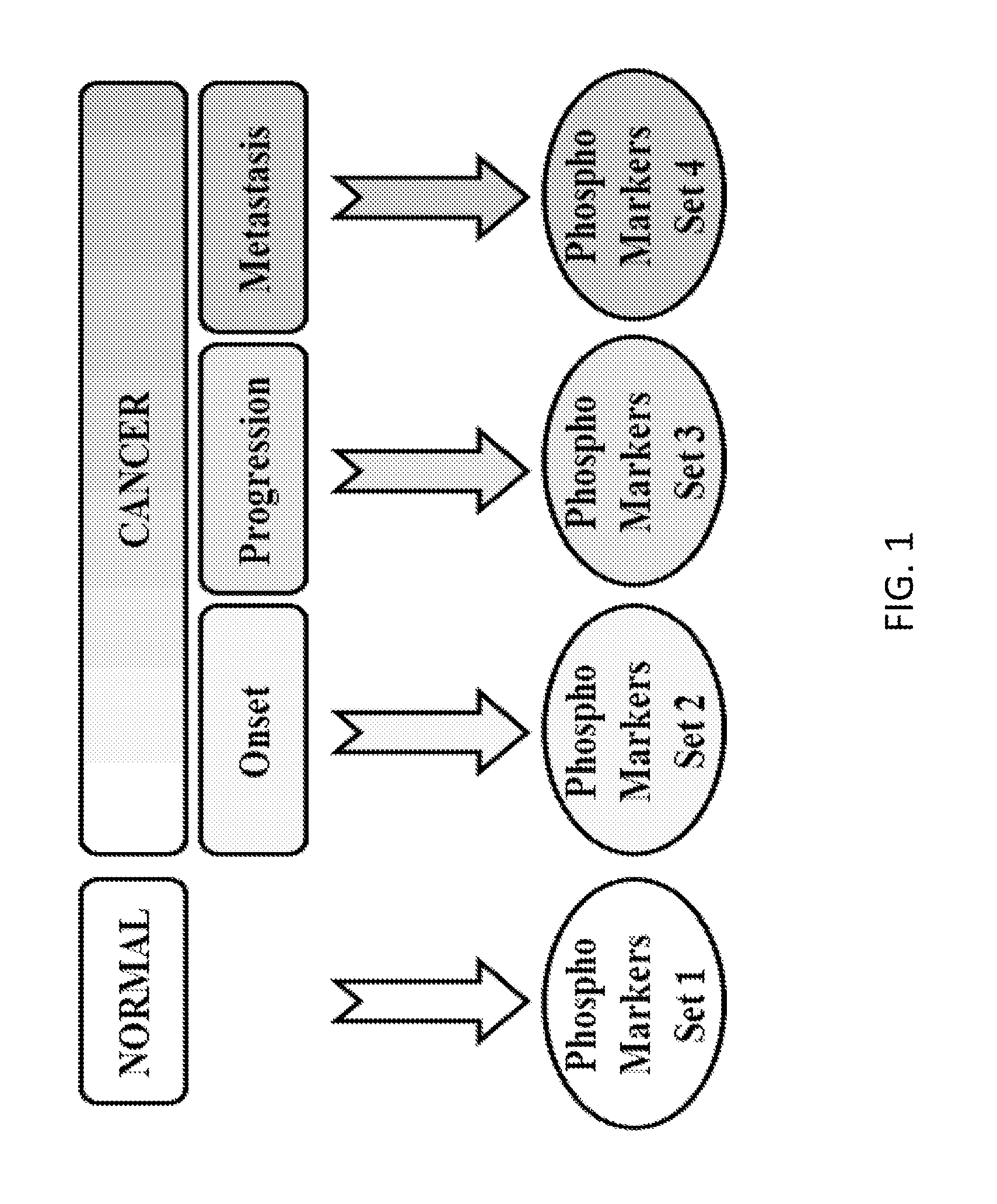 Reagents and methods for phosphorylation/dephosphorylation analyses