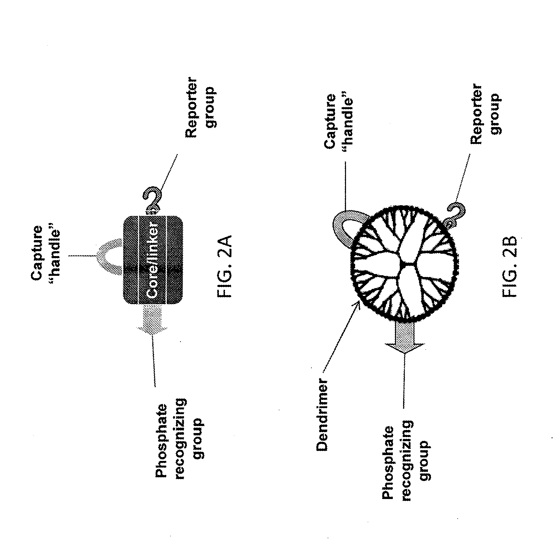 Reagents and methods for phosphorylation/dephosphorylation analyses