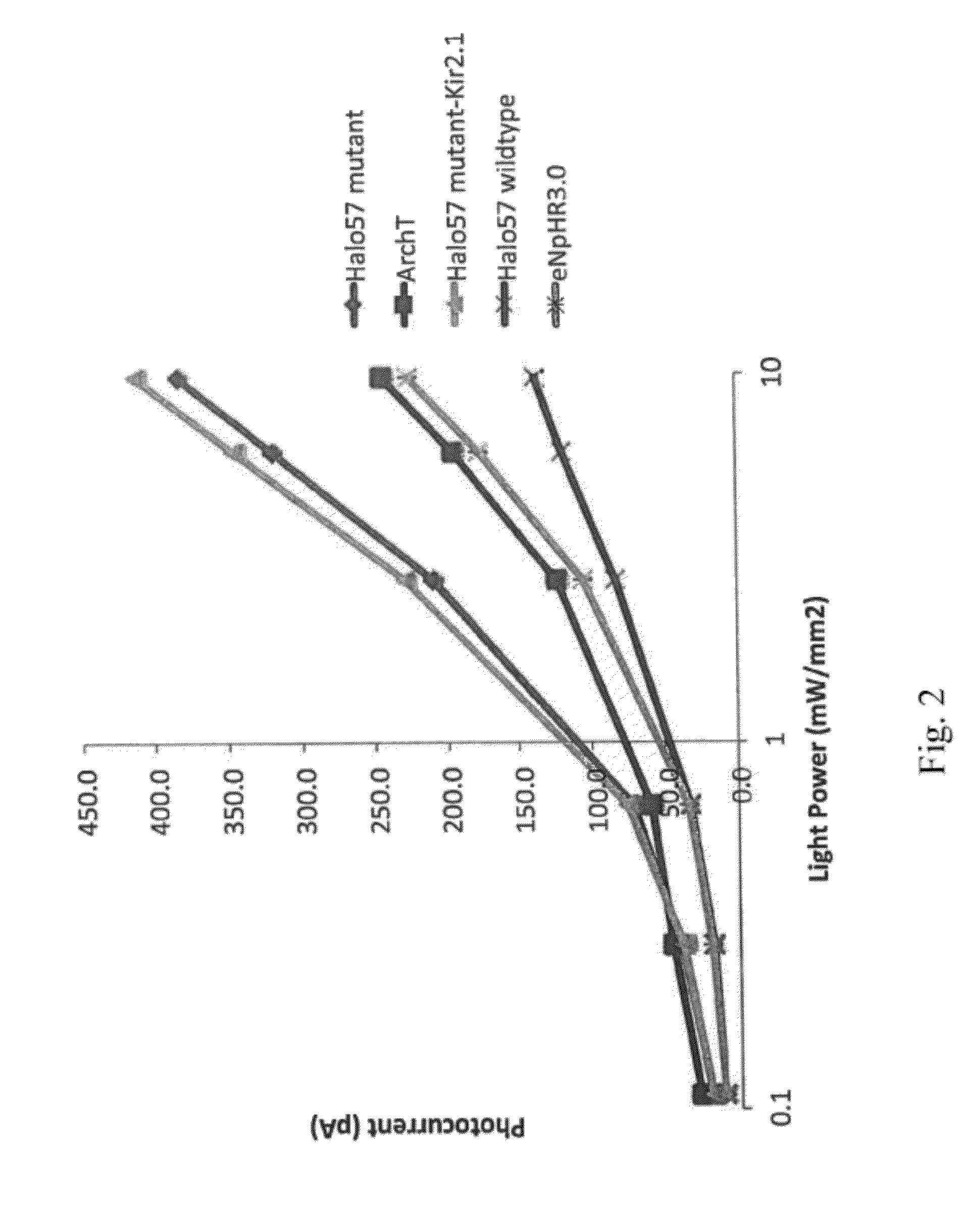 Red-shifted opsin molecules and uses thereof