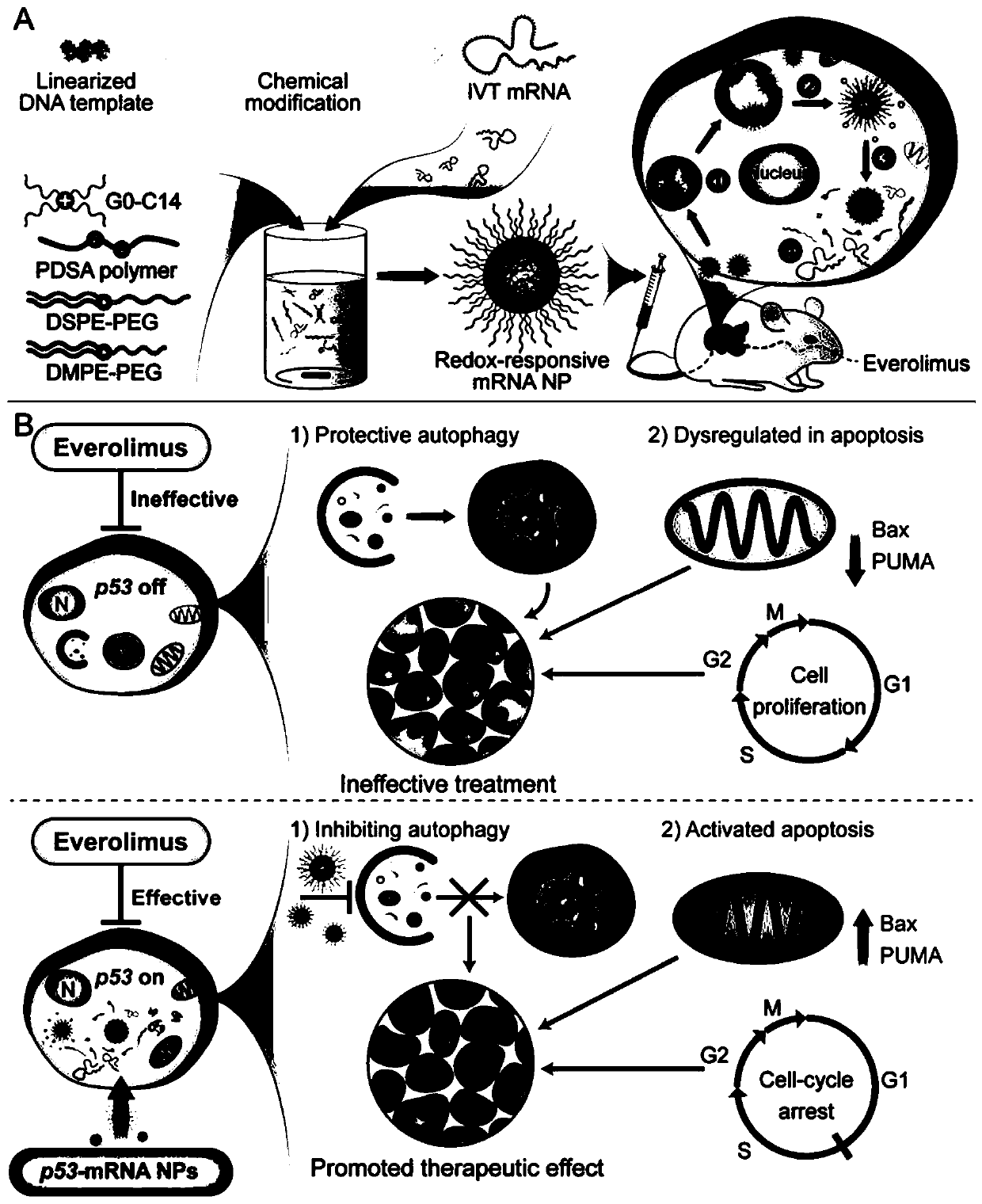 P53 messenger RNA nanoparticles, preparation method thereof and application thereof in preparing drug for treating tumors