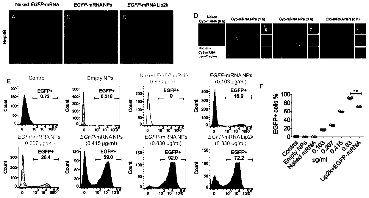 P53 messenger RNA nanoparticles, preparation method thereof and application thereof in preparing drug for treating tumors