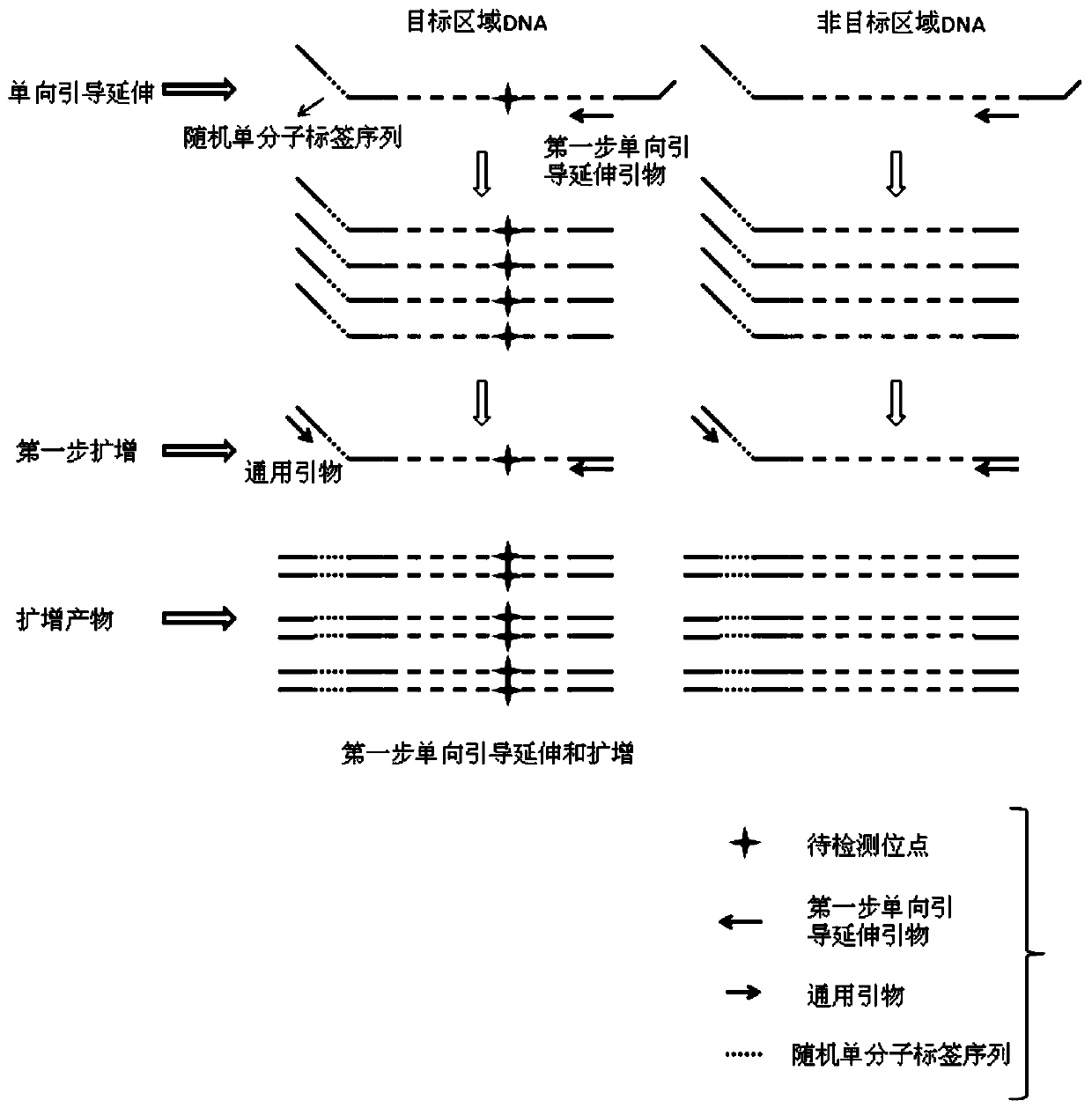 A gene mutation detection method and reagent for reducing amplification bias