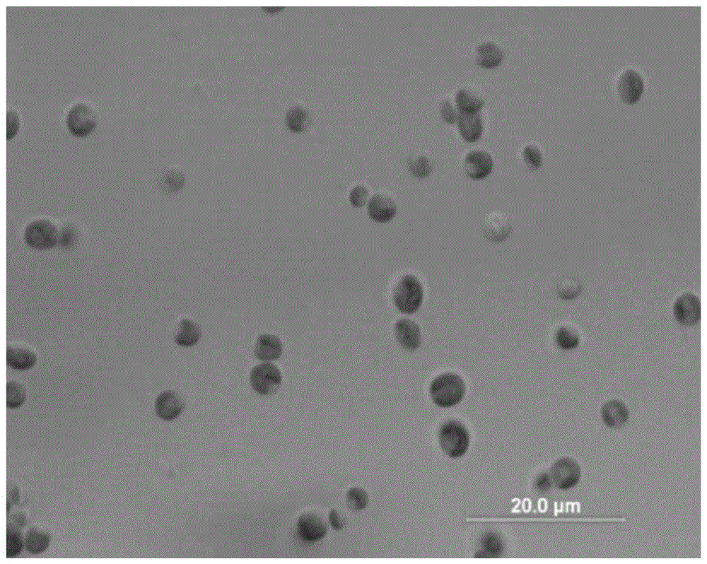 Chlorella vulgaris used for combined treatment of wastewater and waste gas while synchronously realizing solid carbon denitrification