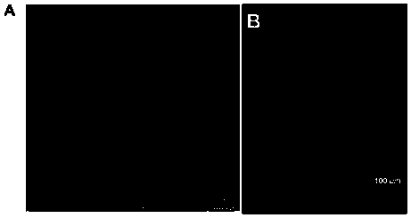 Dual-functional nanoparticle, soluble microneedle and preparing method and application of nanoparticle