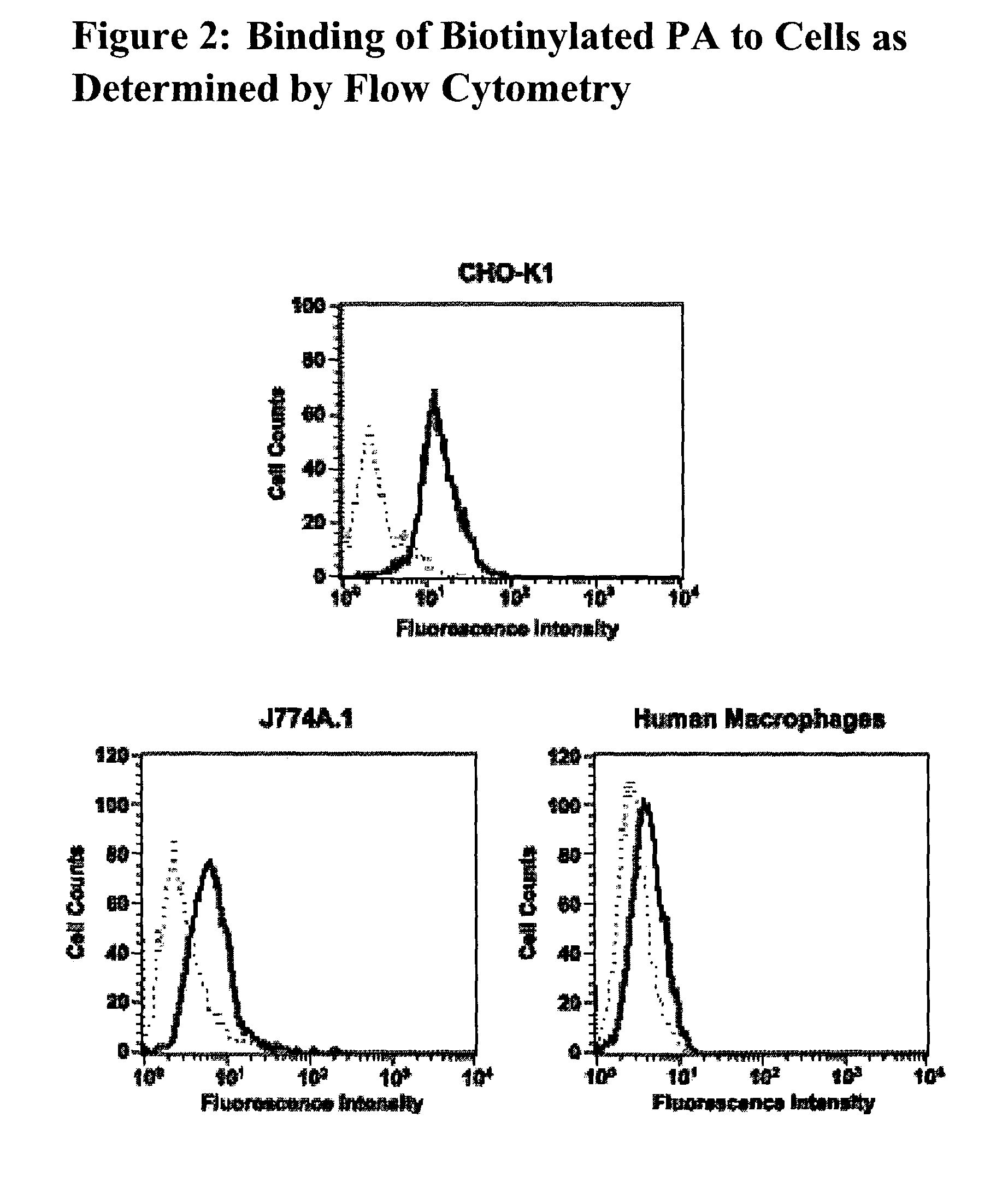 Antibodies against protective antigen