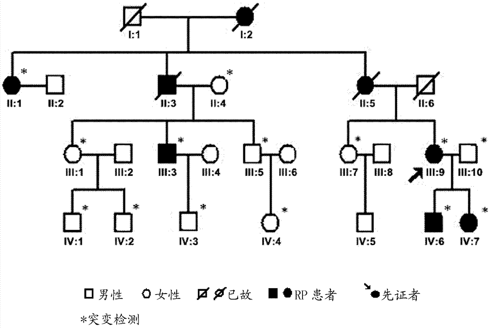 SNRNP200 gene mutant and application thereof