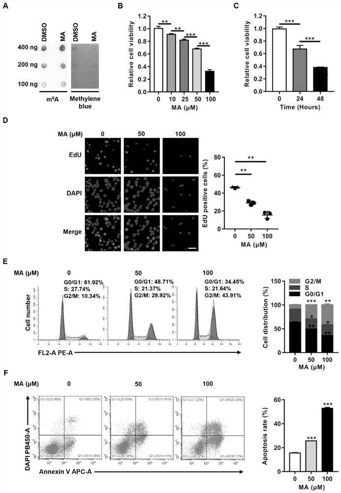 Application of m6A demethylase FTO in inhibition of NPM1 mutant leukemia cell proliferation