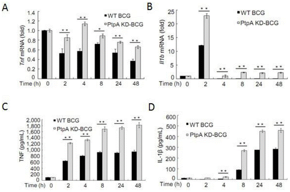 Recombinant Bacillus Calmette-Guerin vaccine and construction and application thereof