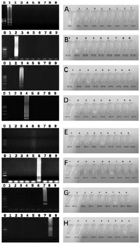 High-throughput quantitative detection kit for pathogenic vibrio