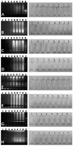 High-throughput quantitative detection kit for pathogenic vibrio