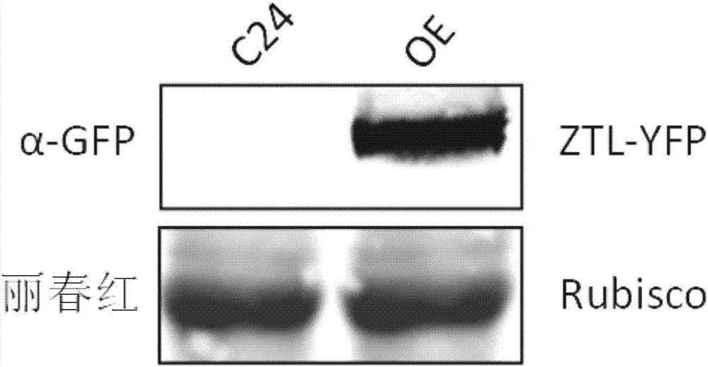 Application of ztl protein and its coding gene in regulating plant tolerance to aba