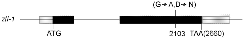 Application of ztl protein and its coding gene in regulating plant tolerance to aba