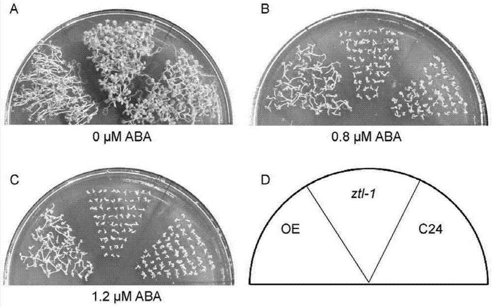 Application of ztl protein and its coding gene in regulating plant tolerance to aba