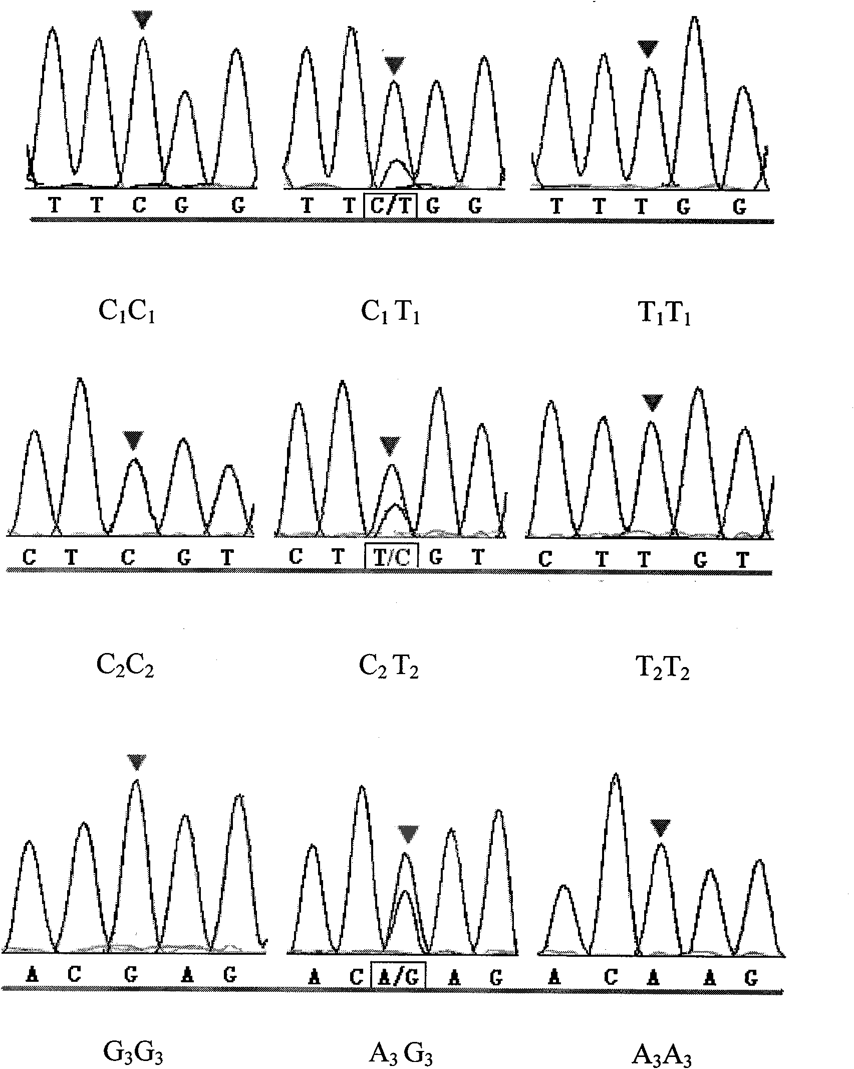 Method for detecting single nucleotide polymorphism of cattle krupple-like factor (KLF) 7 gene