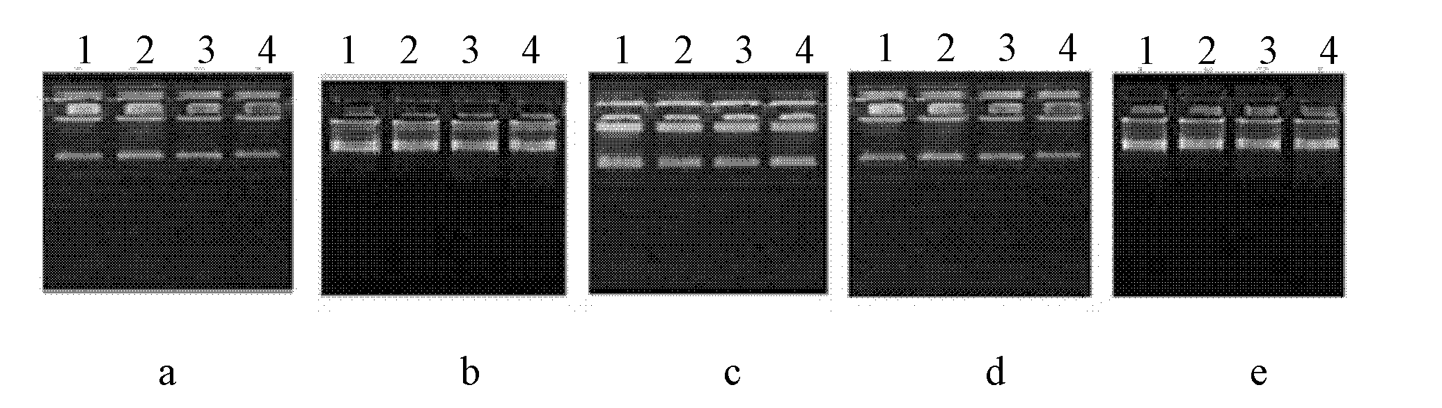 Preservative agent for DNA of saliva