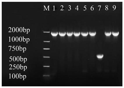 Recombinant lactococcus lactis with laccase excreting capacity, and construction method and application thereof