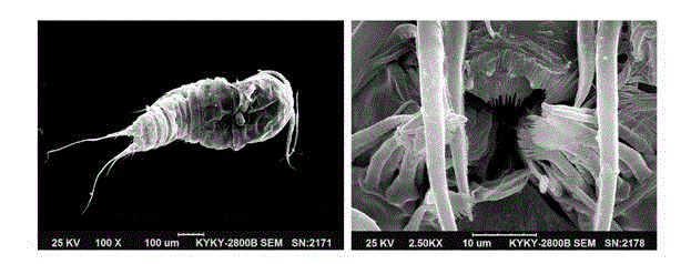 Method for clearing wild algae contamination in live history micro-phase of large economic algae