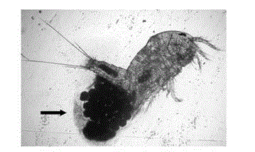 Method for clearing wild algae contamination in live history micro-phase of large economic algae