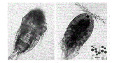 Method for clearing wild algae contamination in live history micro-phase of large economic algae