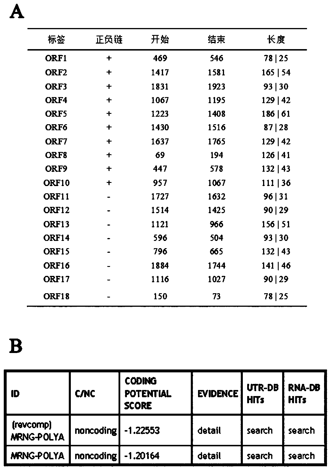 Rat long-chain non-coding lncRNA-lncMSTRG10078 and application of rat long-chain non-coding lncRNA-lncMSTRG10078 in resisting cell damage