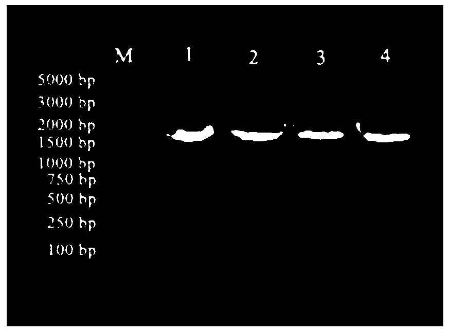 Rat long-chain non-coding lncRNA-lncMSTRG10078 and application of rat long-chain non-coding lncRNA-lncMSTRG10078 in resisting cell damage