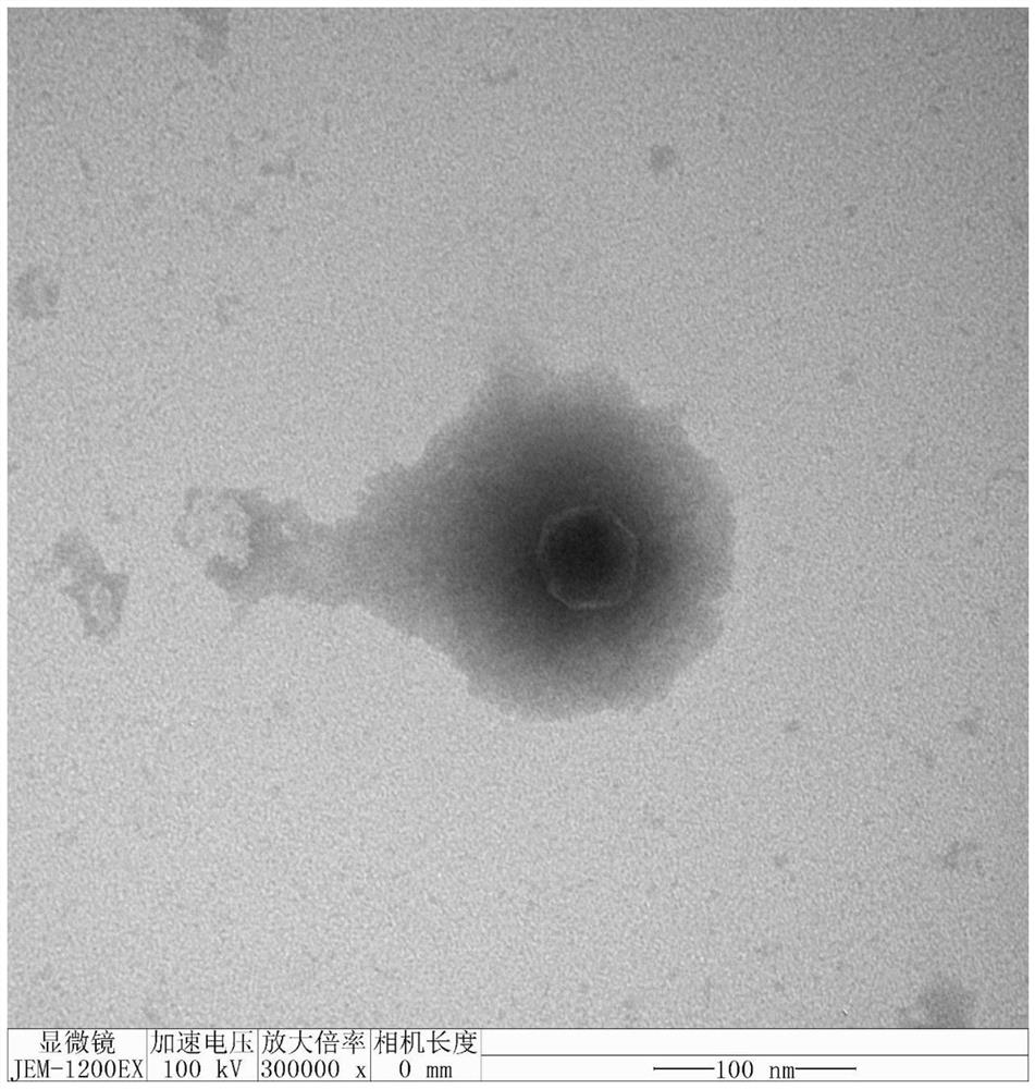 Escherichia coli bacteriophage capable of reducing antibiotic resistance and application thereof