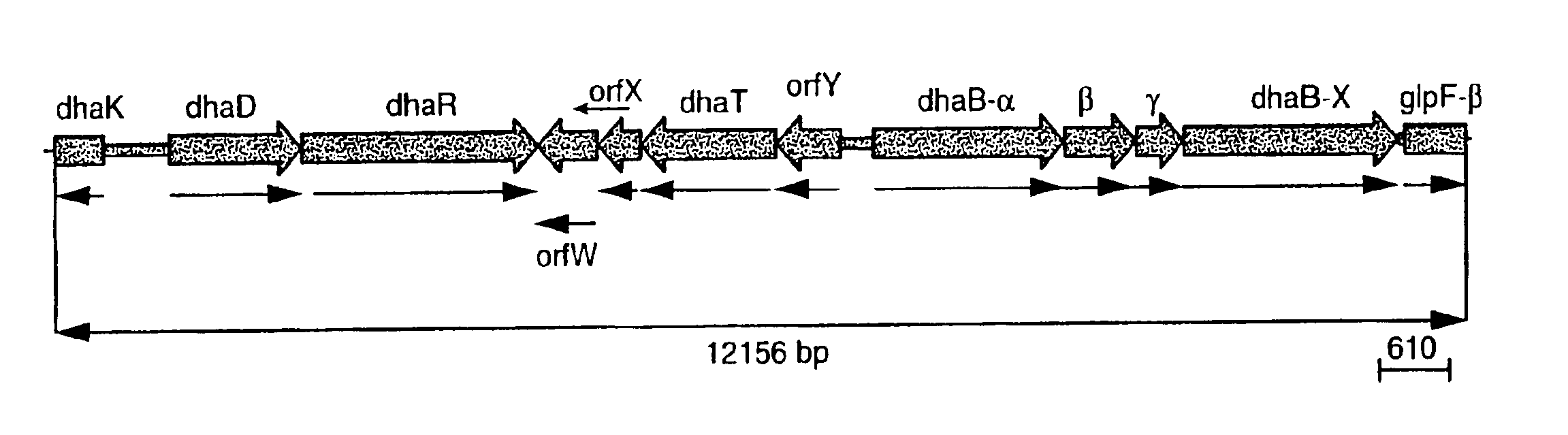 Method for the recombinant production of 1,3-propanediol