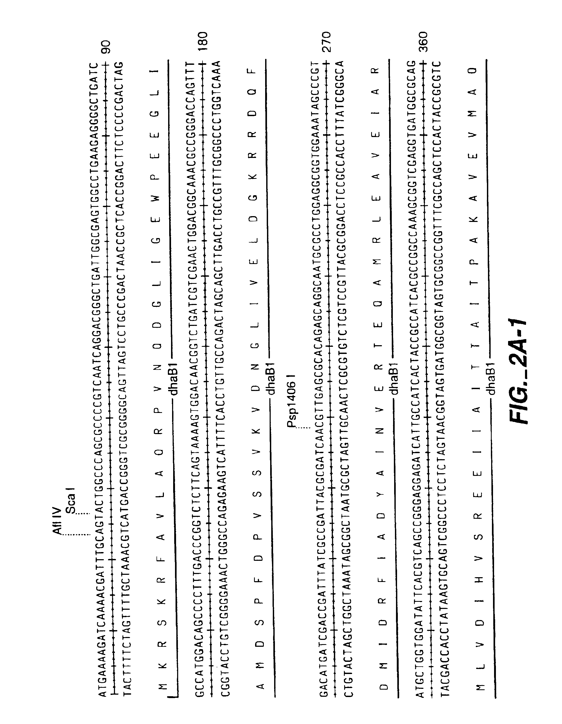 Method for the recombinant production of 1,3-propanediol