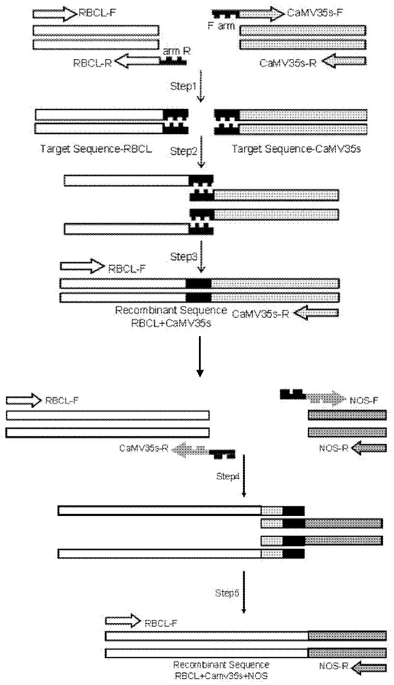 Recombinant plasmid for detecting components in transgenic plant and application thereof