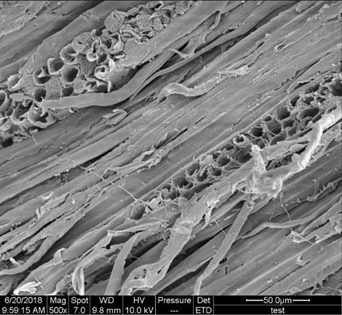 Pretreatment method for improving biodegradation effect of Chinese locust