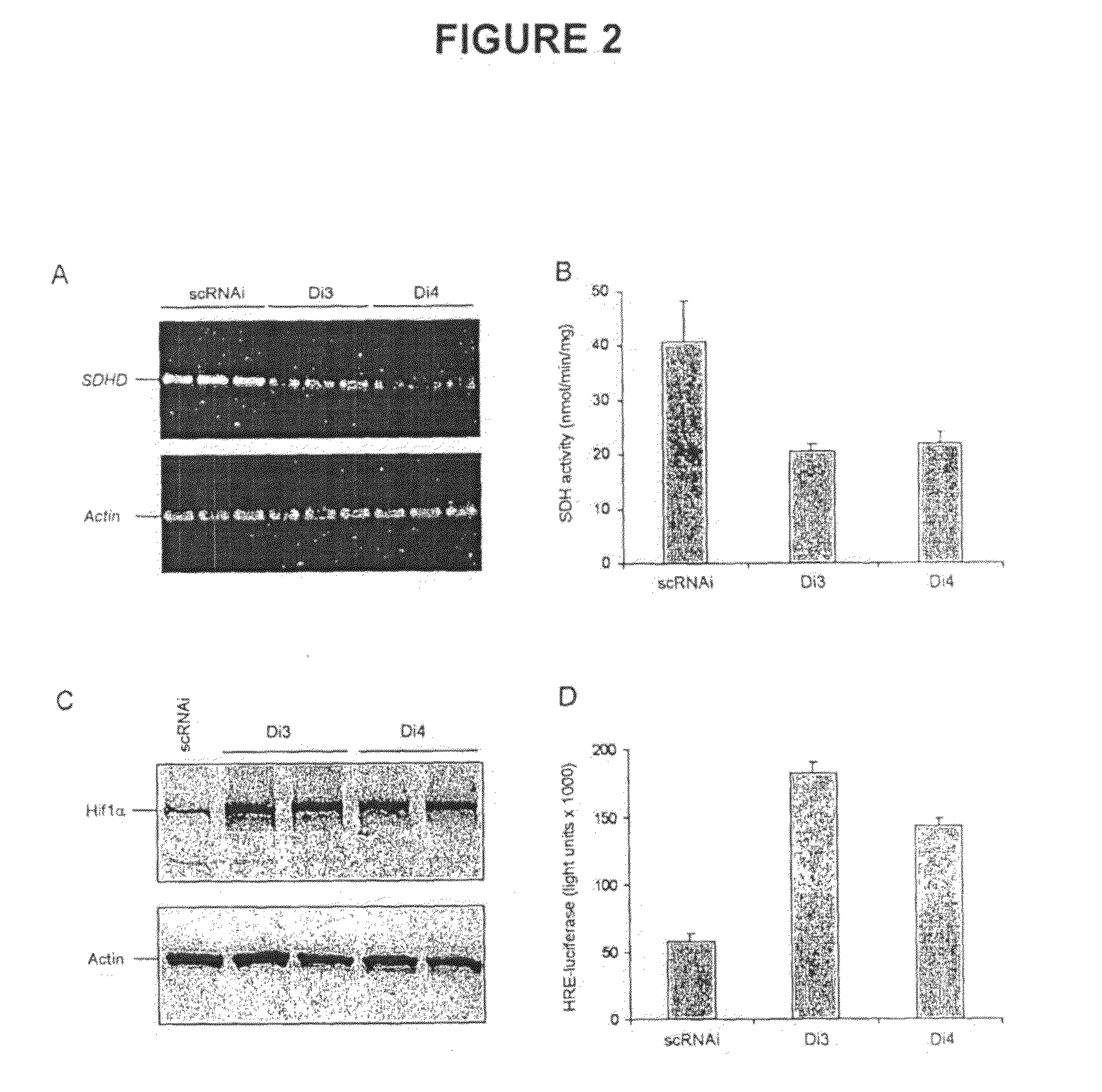 Alpha-Ketoglutarates and Their Use as Therapeutic Agents