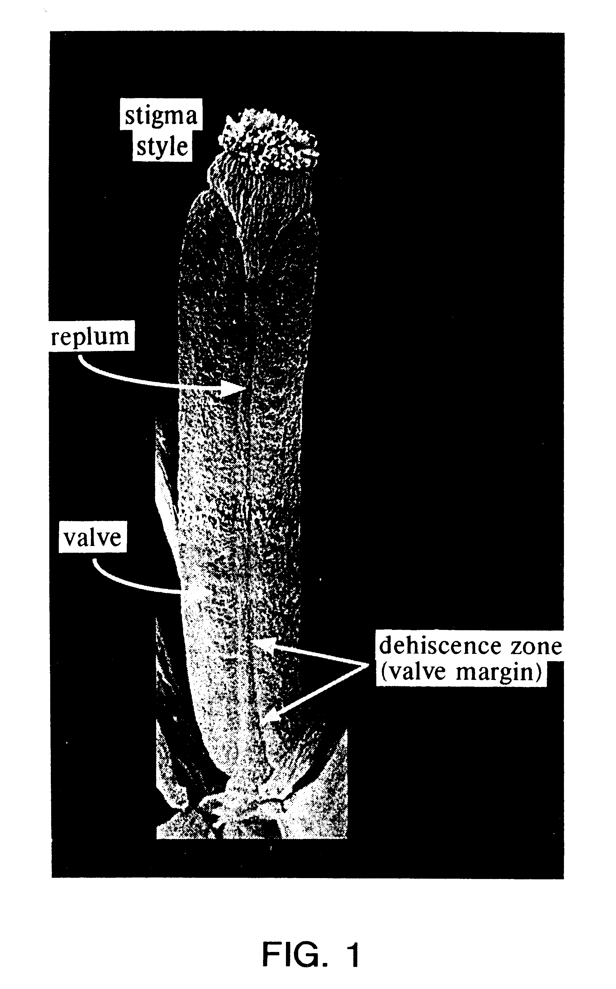 Seed plants characterized by delayed seed dispersal