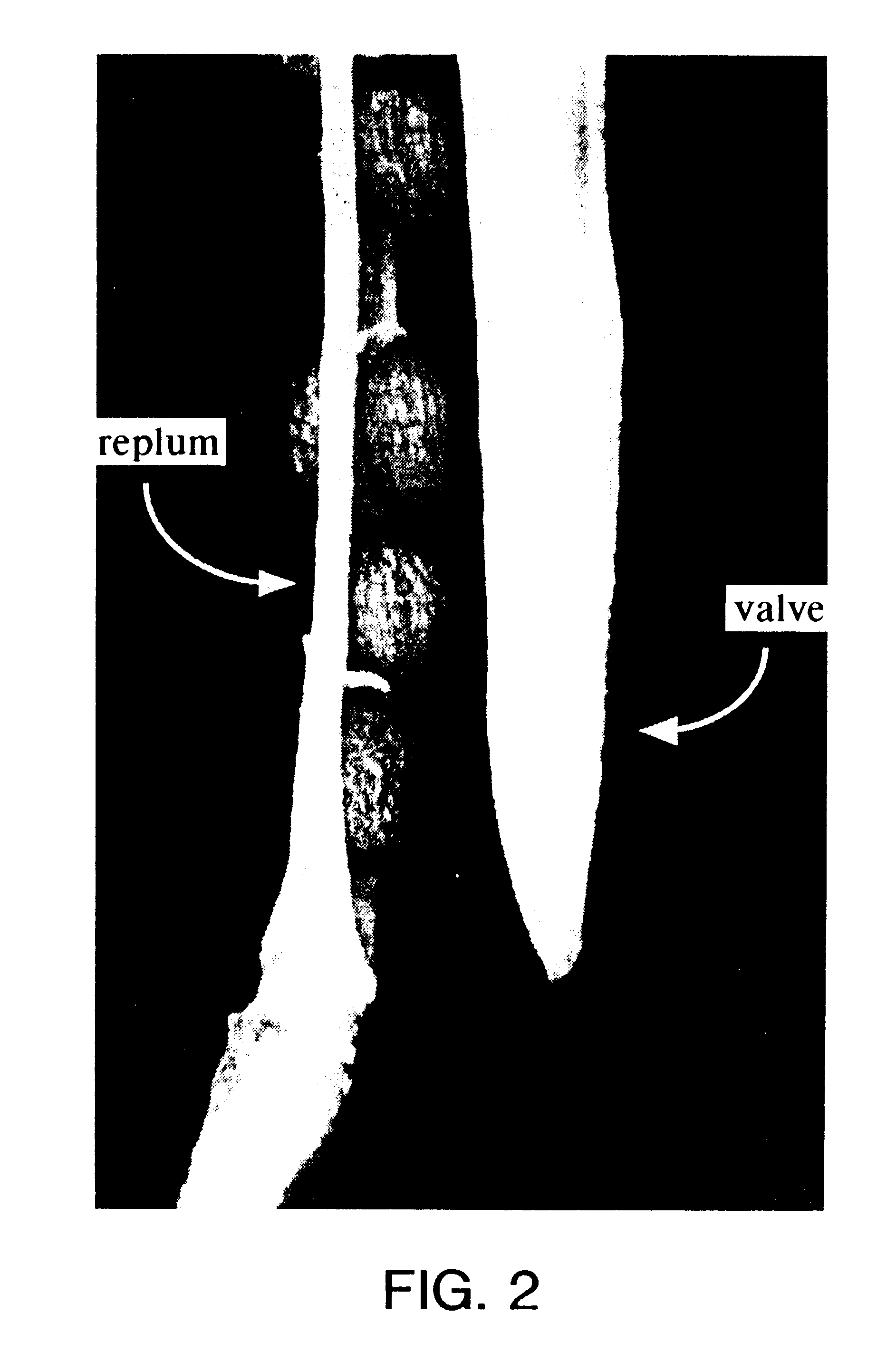 Seed plants characterized by delayed seed dispersal